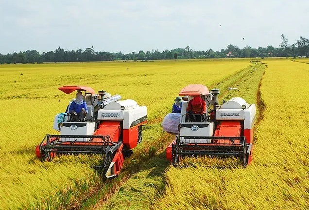 Nông dân phấn khởi khi giá lúa thơm tăng cao - Ảnh 2.