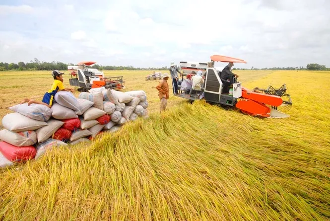 Nông dân phấn khởi khi giá lúa thơm tăng cao - Ảnh 1.