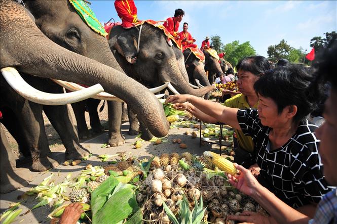 Tiêm thuốc tránh thai cho voi hoang dã để giảm thiểu các vụ tấn công - Ảnh 1.