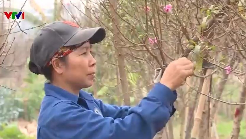 Chủ vườn đào khó khăn tìm kiếm lao động thời vụ cuối năm - Ảnh 1.