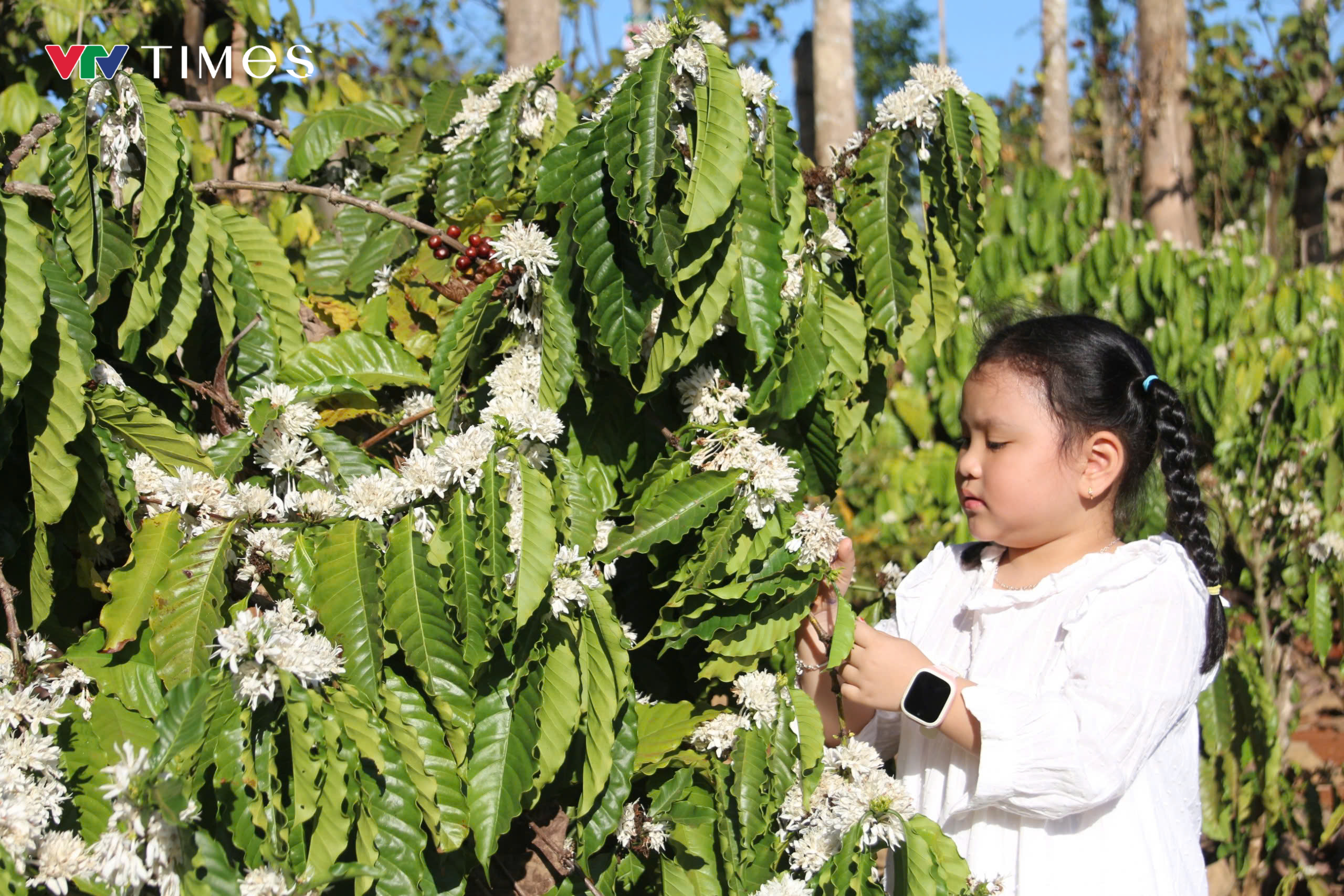 Hoa cà phê nở trắng xoá, toả hương thơm hút khách du lịch đến Đắk Lắk - Ảnh 6.