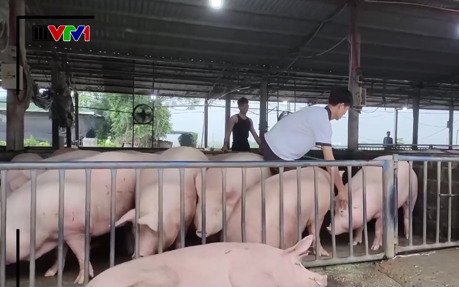 Dừng hoạt động cơ sở giết mổ đưa lợn bệnh ra thị trường sau phản &aacute;nh của VTV- Ảnh 2.
