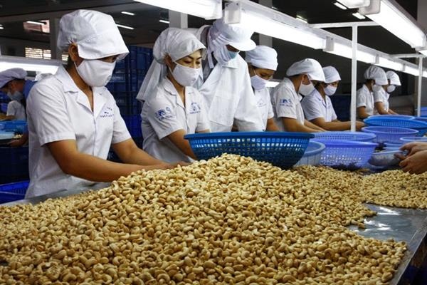 Ngành điều Việt Nam: Từ 'công xưởng chế biến' tới bài toán thương hiệu- Ảnh 1. Ngành điều Việt Nam: Từ 'công xưởng chế biến' tới bài toán thương hiệu- Ảnh 1.