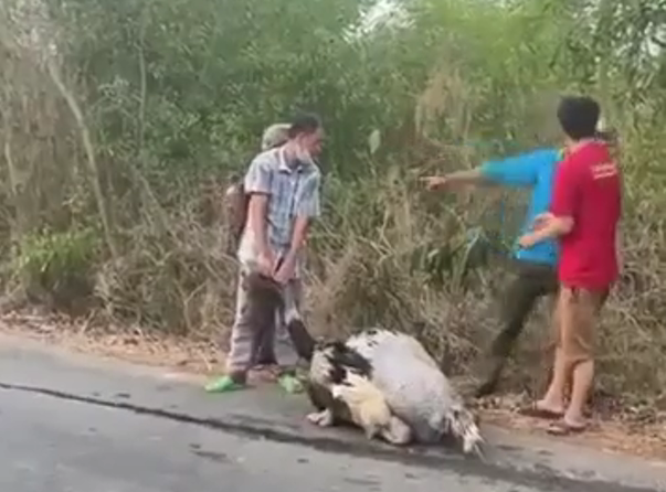 Tây Ninh: Tiêu hủy 10 con đà điểu bị rơi trên đường do không xác định được chủ sở hữu - Ảnh 1.