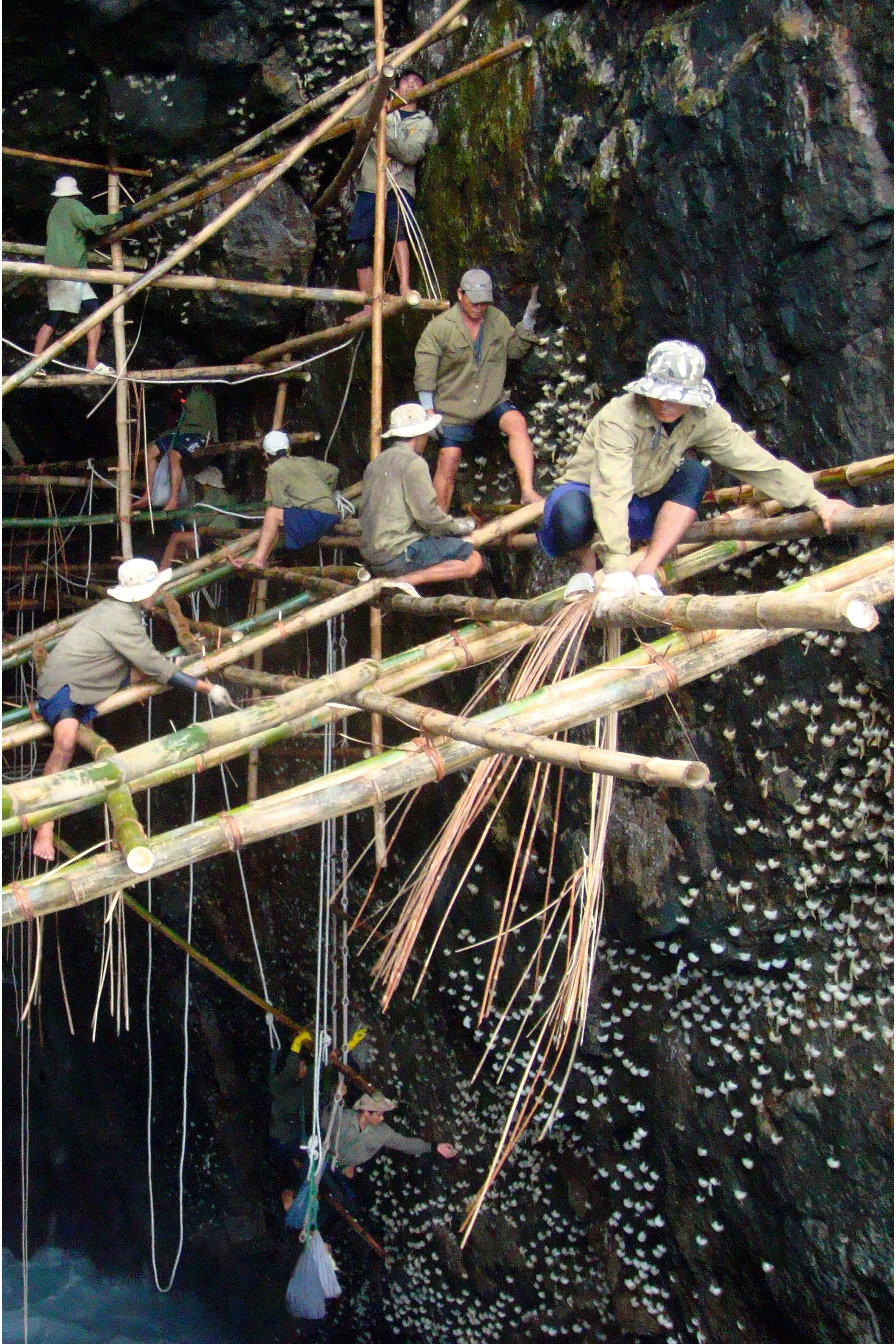 Khám phá nơi chim Yến làm tổ - Một trải nghiệm khác biệt ở Khánh Hòa - Ảnh 2.