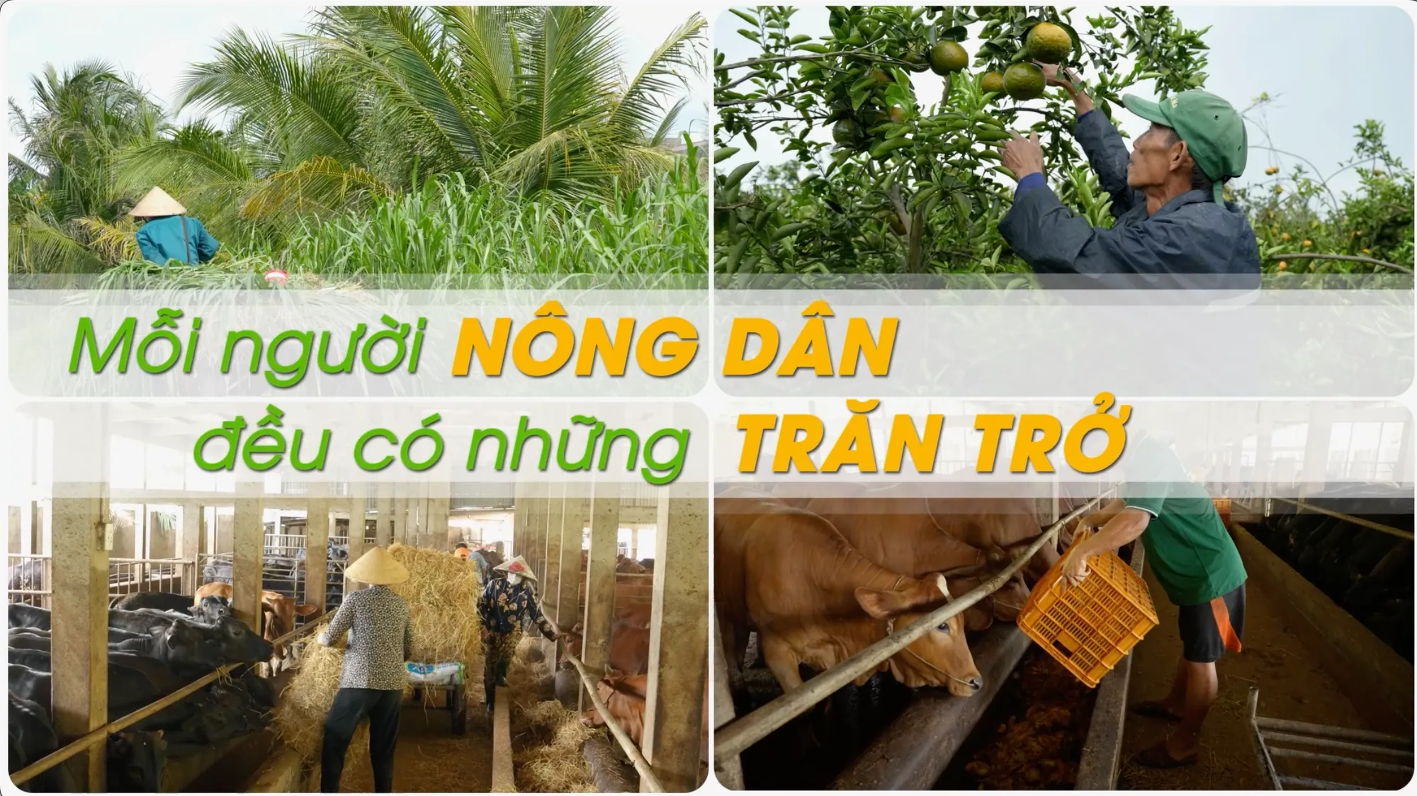 Nông Dân Số (Vtv10): Lan Tỏa Giá Trị Bền Vững Cho Nông Nghiệp Hiện Đại 10 Nông Dân Số (Vtv10): Lan Tỏa Giá Trị Bền Vững Cho Nông Nghiệp Hiện Đại - Ảnh 1.