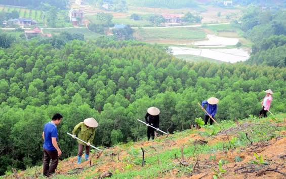 Tháo gỡ điểm nghẽn dữ liệu vùng trồng cho xuất khẩu lâm sản- Ảnh 2.