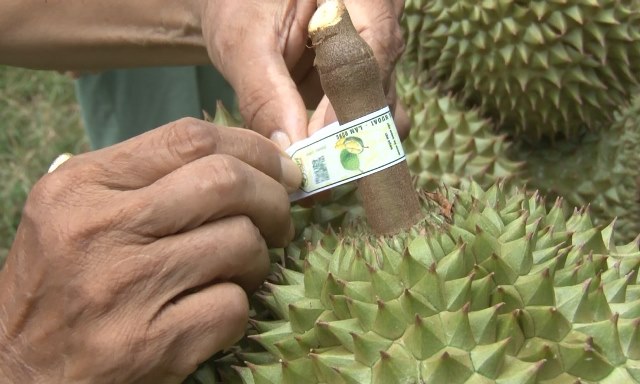 Mã số vùng trồng: Từ 'giấy thông hành' đến nền tảng nông nghiệp bền vững- Ảnh 1.