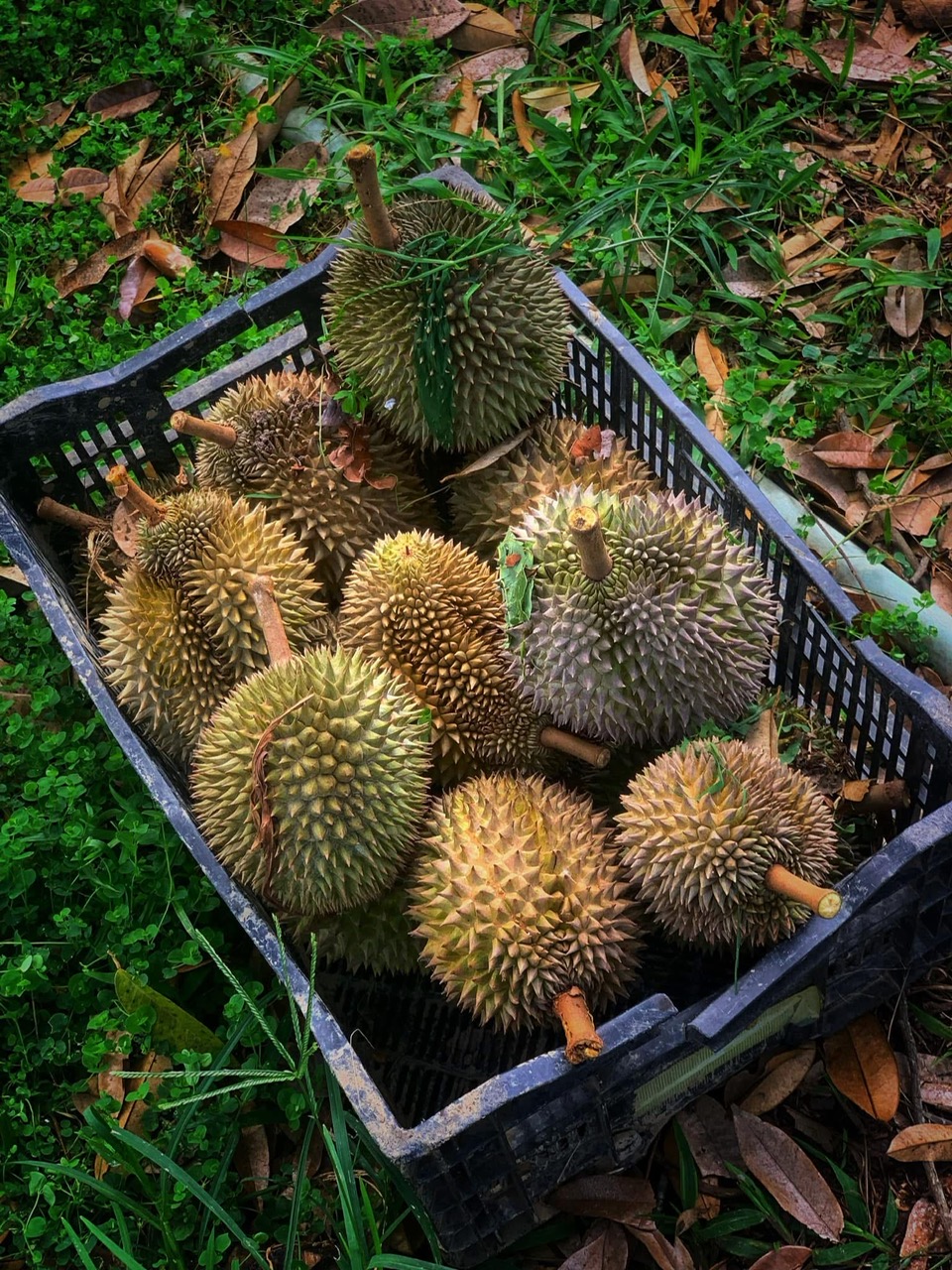 Đến Đắk Lắk m&ugrave;a sầu ri&ecirc;ng - Một lễ hội, nhiều trải nghiệm- Ảnh 5.