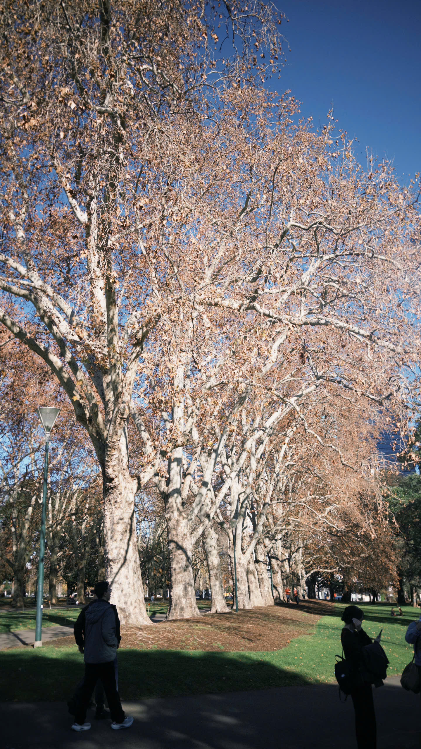 Melbourne trong sắc màu mùa đông - Ảnh 15.