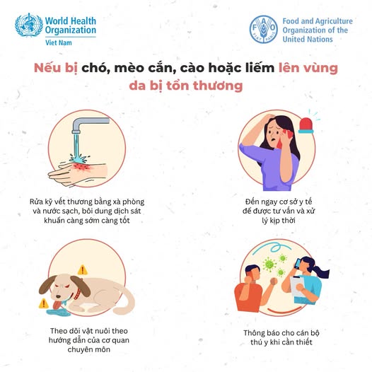 Làm ngay những việc này nếu bị chó, mèo cắn, cào- Ảnh 1.