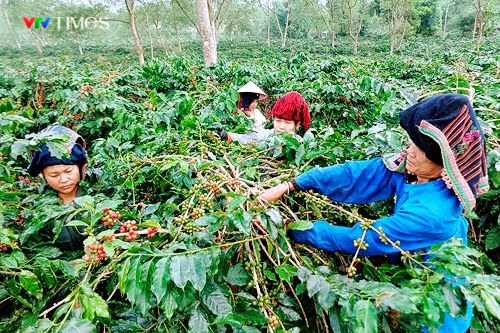 Điện Biên: Người dân chủ động nâng tầm OCOP - Ảnh 9.