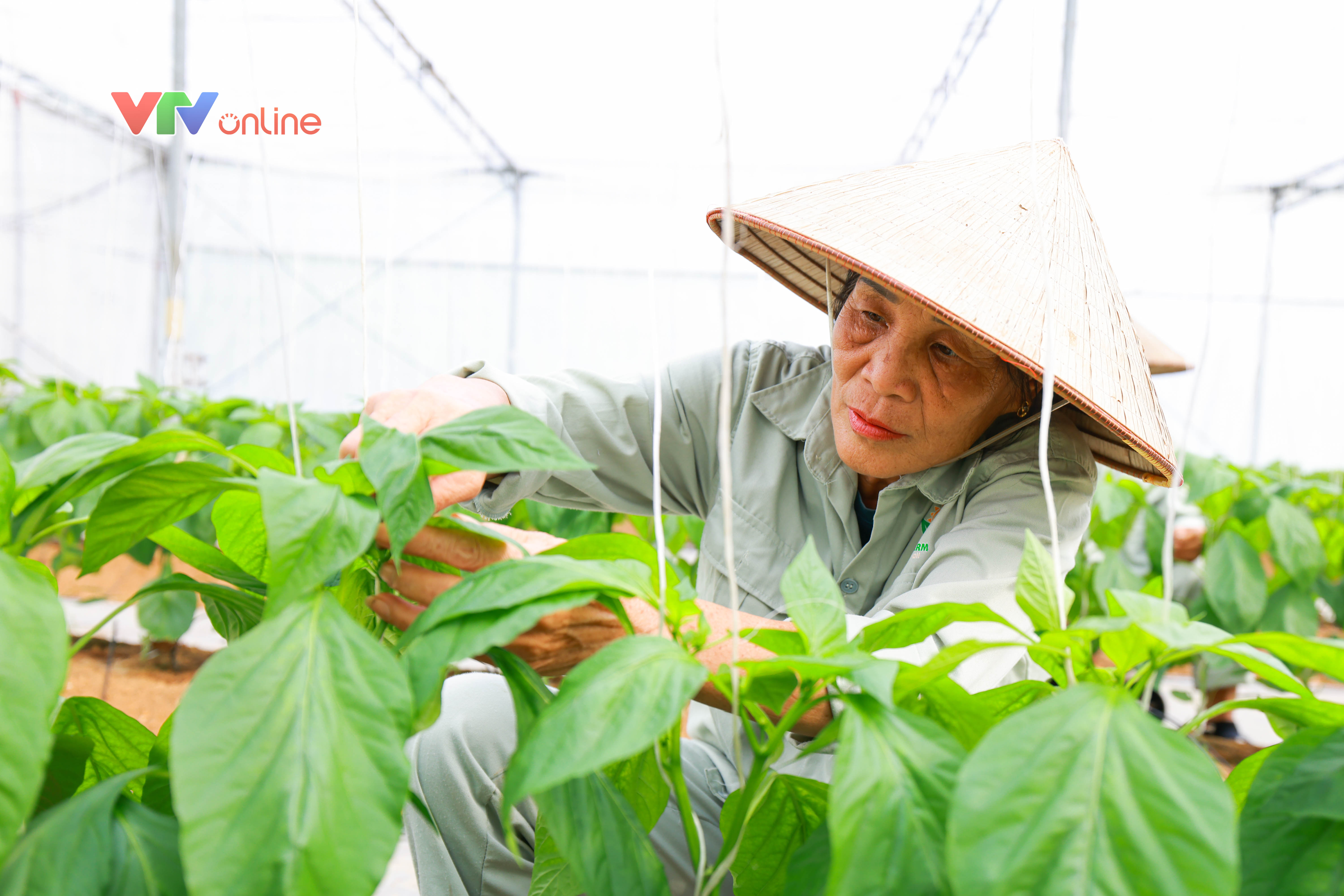Tuyên Quang: Chính quyền đồng hành, nông dân đổi mới tư duy sản xuất - Ảnh 11.