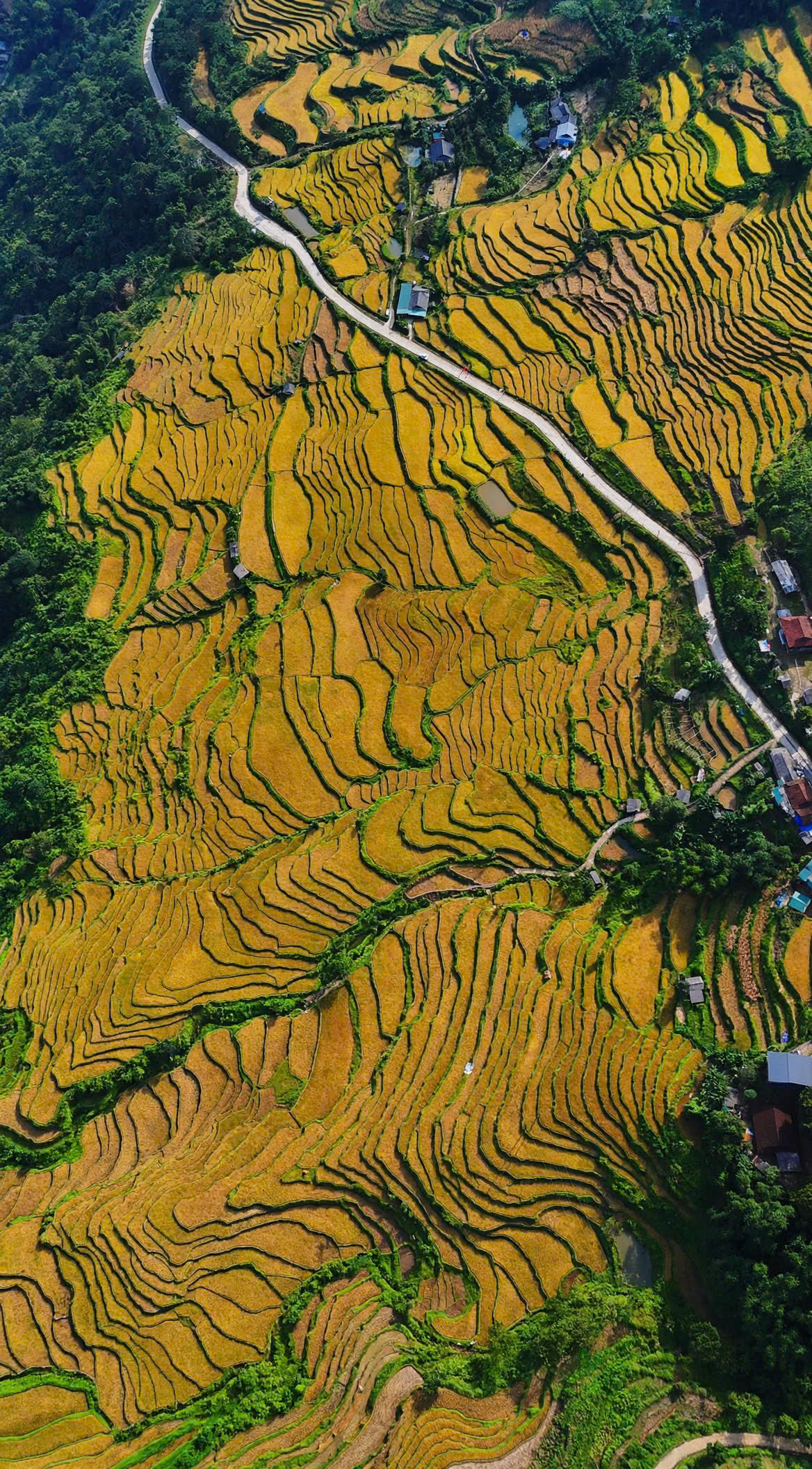 Ngắm "biển vàng" mây vờn đẹp mê đắm ở Hồng Thái- Ảnh 1.
