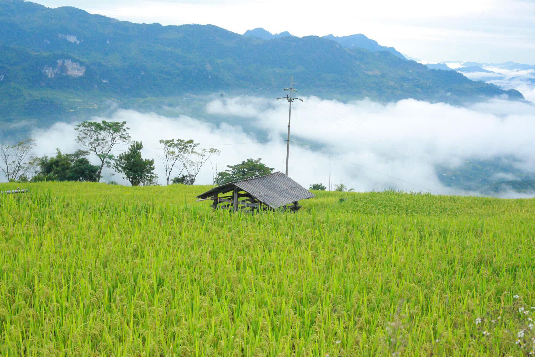 Ngắm "biển vàng" mây vờn đẹp mê đắm ở Hồng Thái- Ảnh 7.