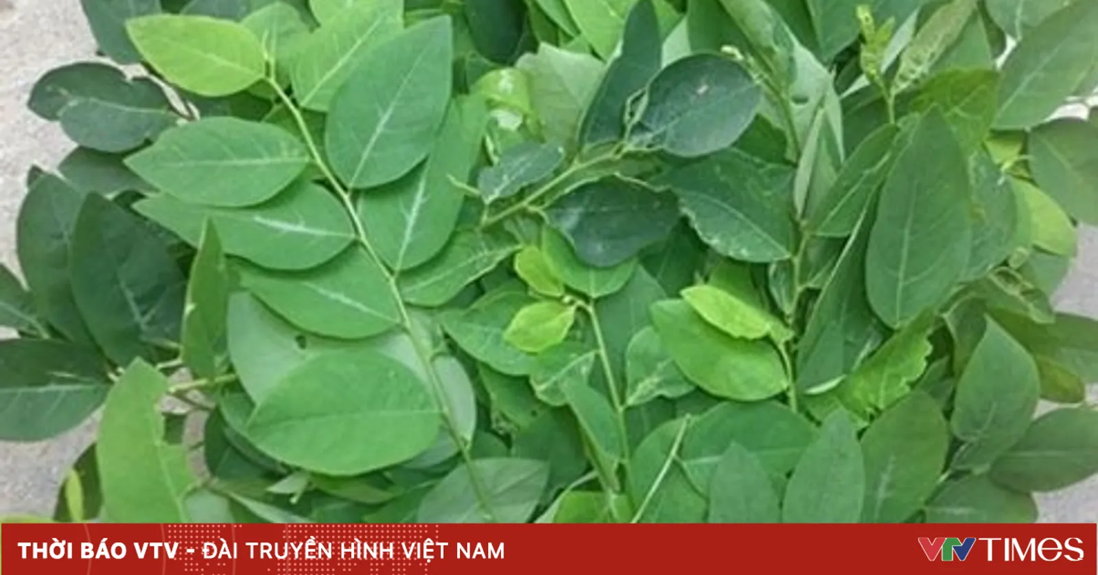Sai lầm cần tránh khi ăn rau ngót