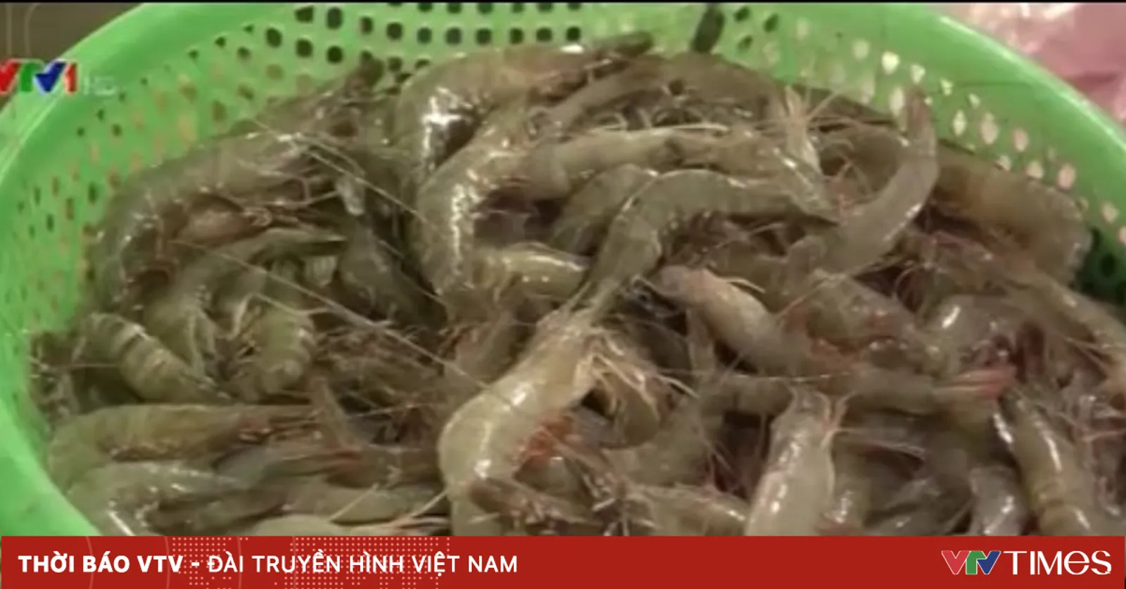 Phú Yên: Ngư dân thu nhập cao nhờ tôm rằn và tôm đất