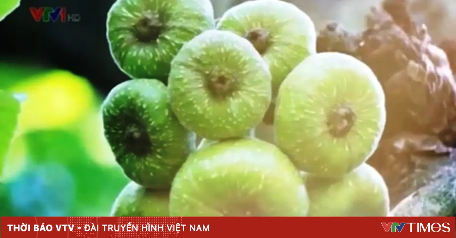 Quả Vả rừng - Món dân dã đáng nhớ của vùng núi Tây Bắc