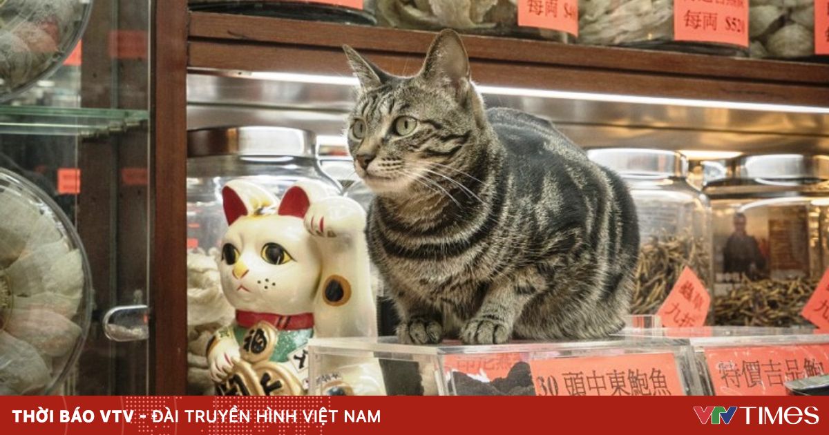 香港（中國）商店裡的貓文化