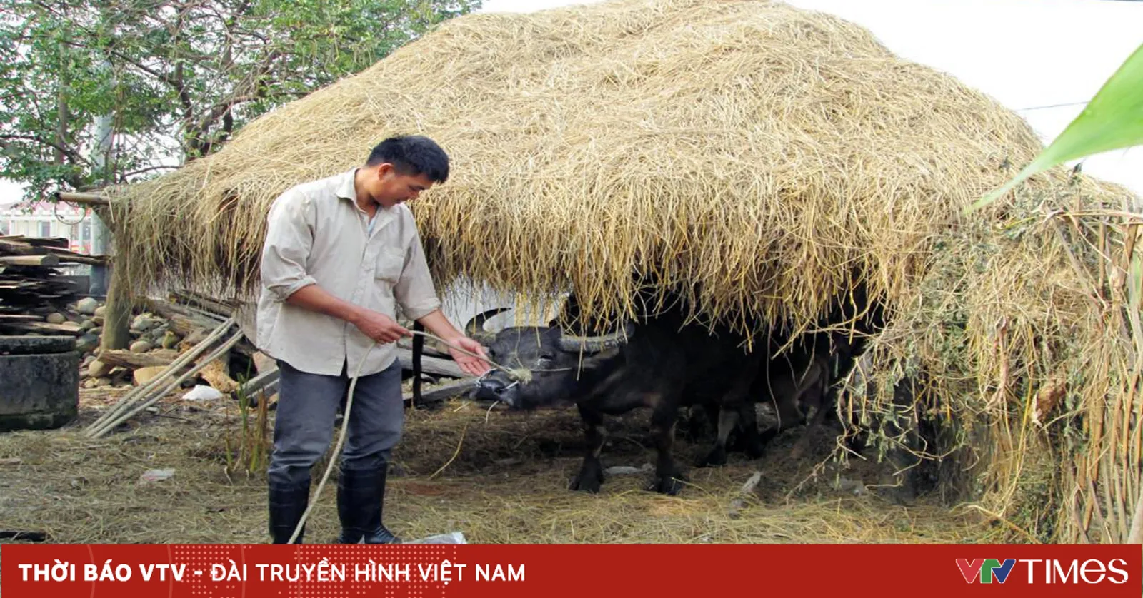 Cây rơm - Mô hình chống rét hiệu quả cho gia súc ở vùng cao