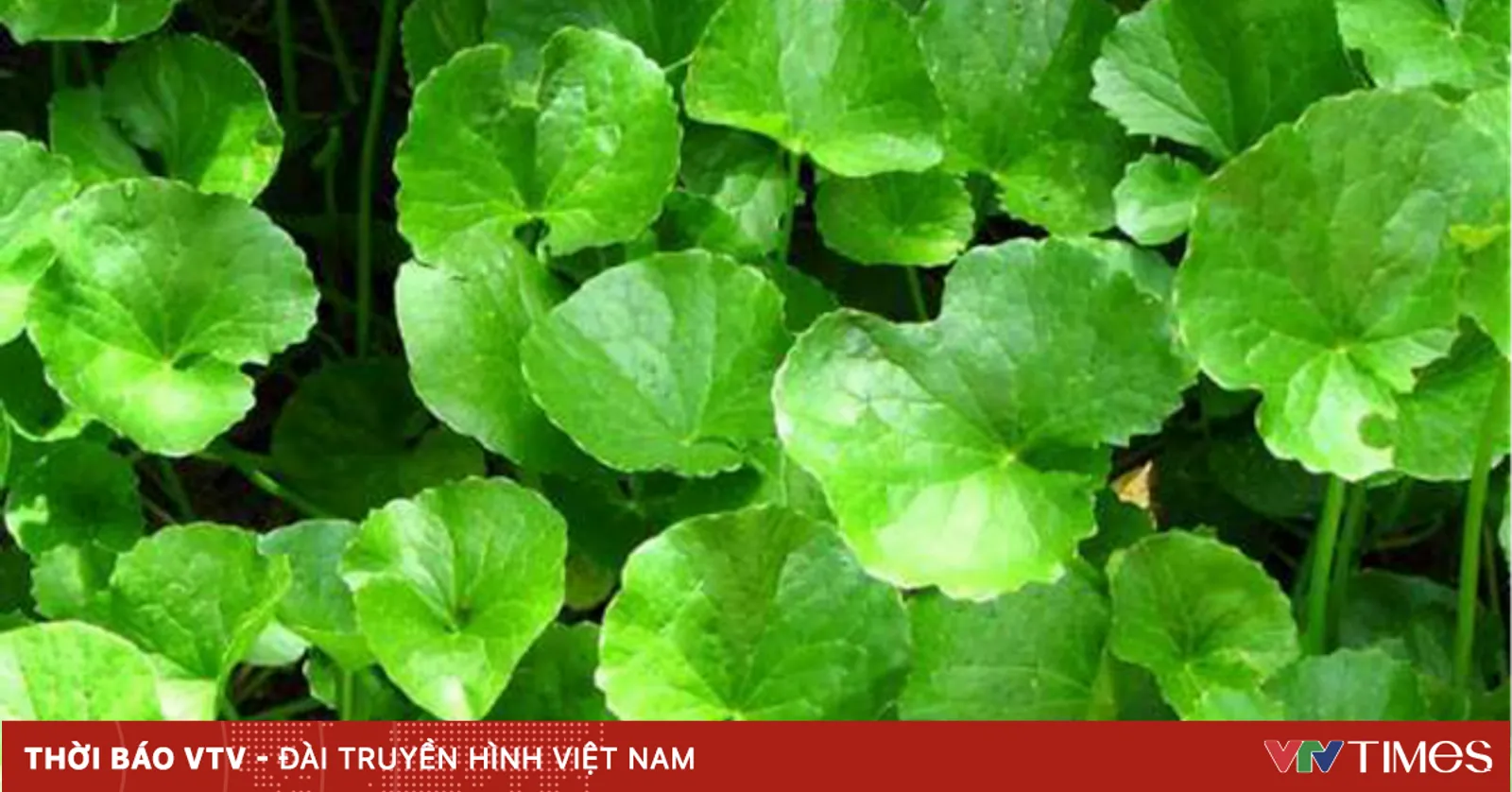 Rau má: cây rau thông dụng, vị thuốc tốt