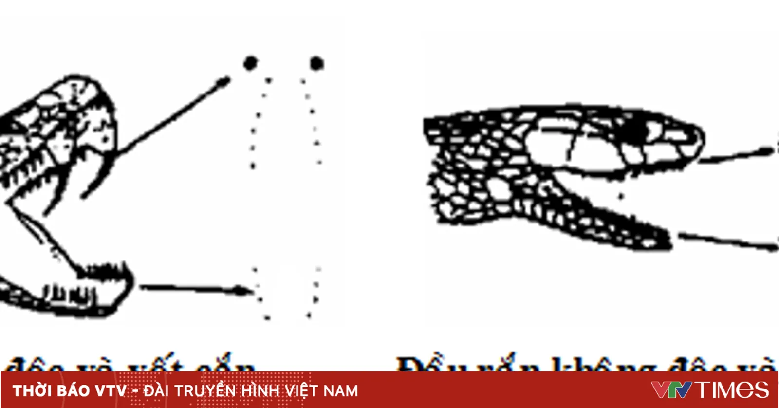 Cách phân biệt rắn độc và rắn không độc
