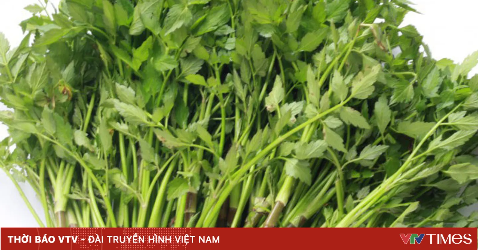 Rau cần - Vị thuốc quý không phải ai cũng biết