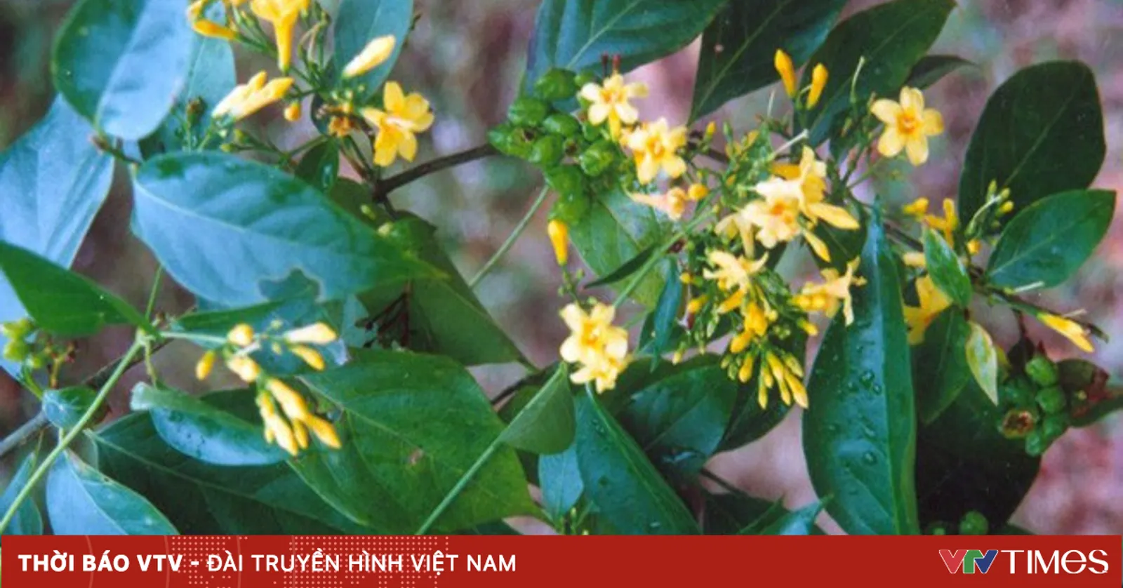 Nghệ An: Nguyên nhân khiến 3 người tử vong là do uống rượu ngâm thân ...