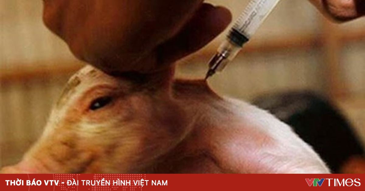 Cuba ra mắt loại vaccine mới phòng chống bệnh dịch tả lợn