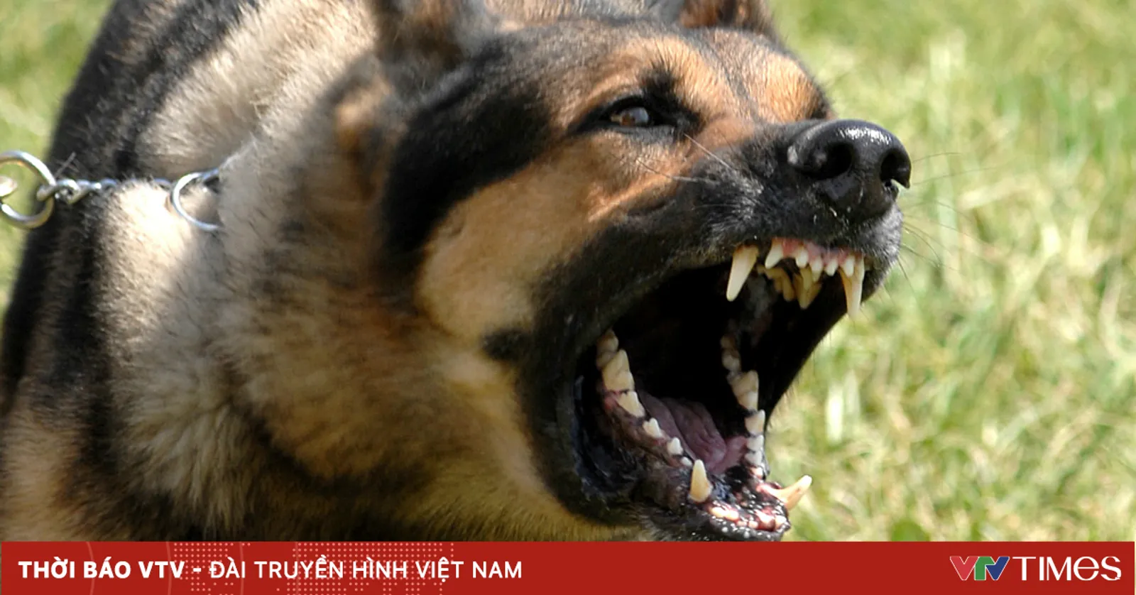 Sang nhà hàng xóm chơi, bé 3 tuổi bị chó cắn rách mặt