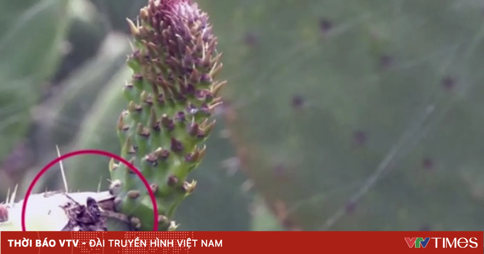 Rệp son – Con bọ làm thay đổi thế giới nghệ thuật