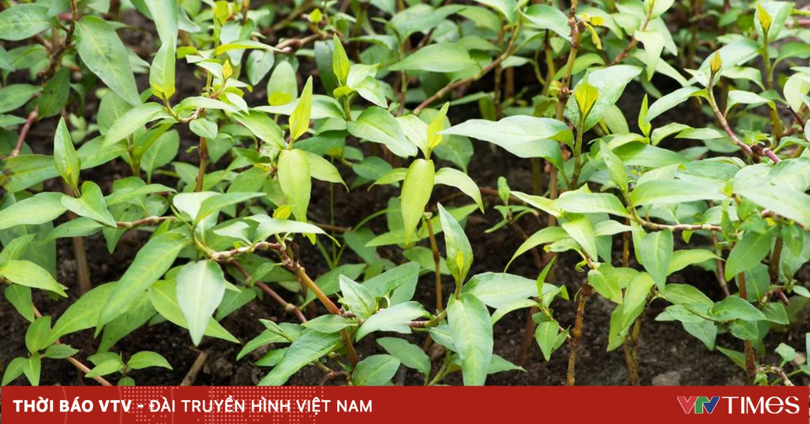 Hiểu thêm về công dụng chữa bệnh của rau răm