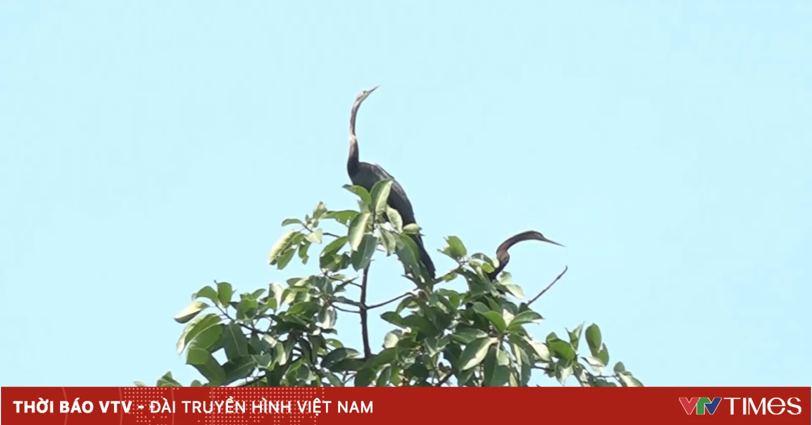 Đàn chim cổ rắn đặc biệt quý hiếm vừa được phát hiện tại Đồng Nai