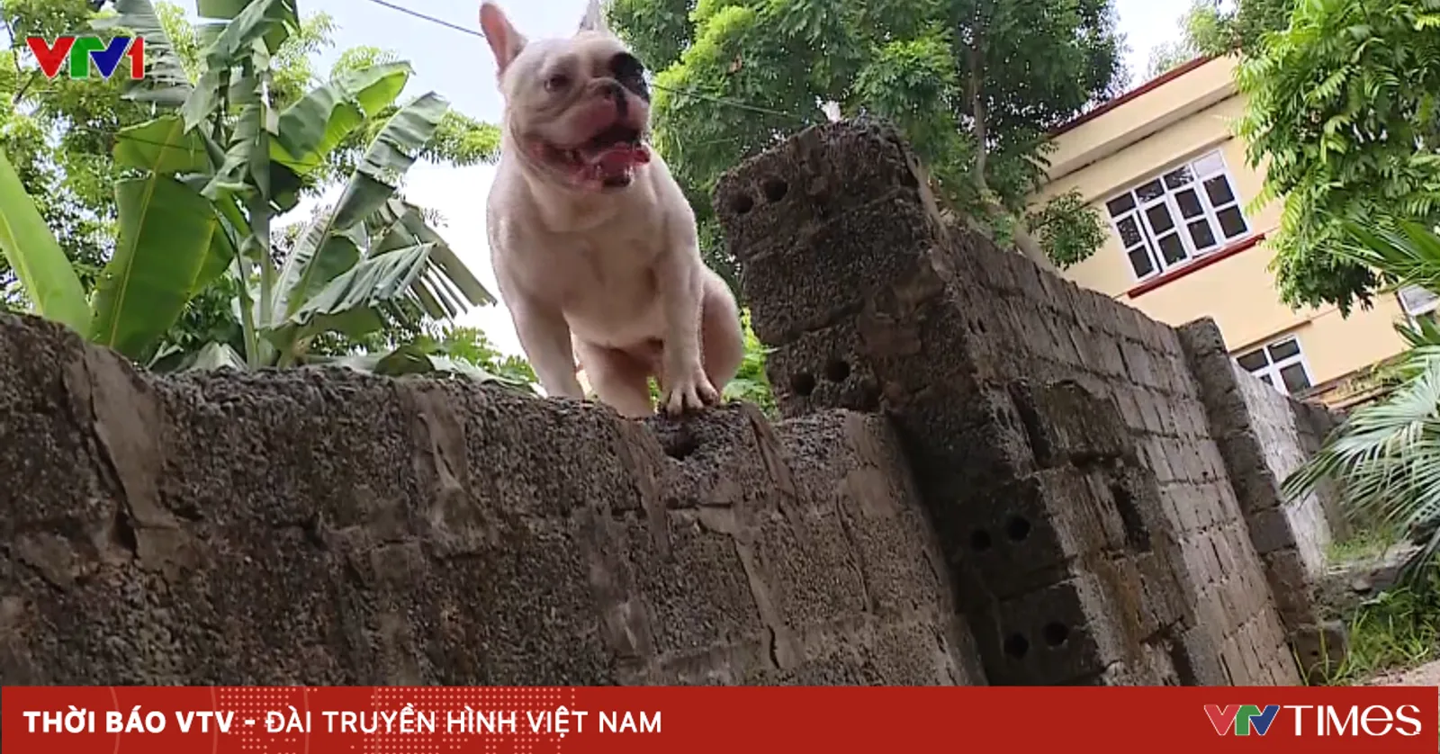 Thú vị chú chó biết giúp chủ dọn nhà, nhặt rác