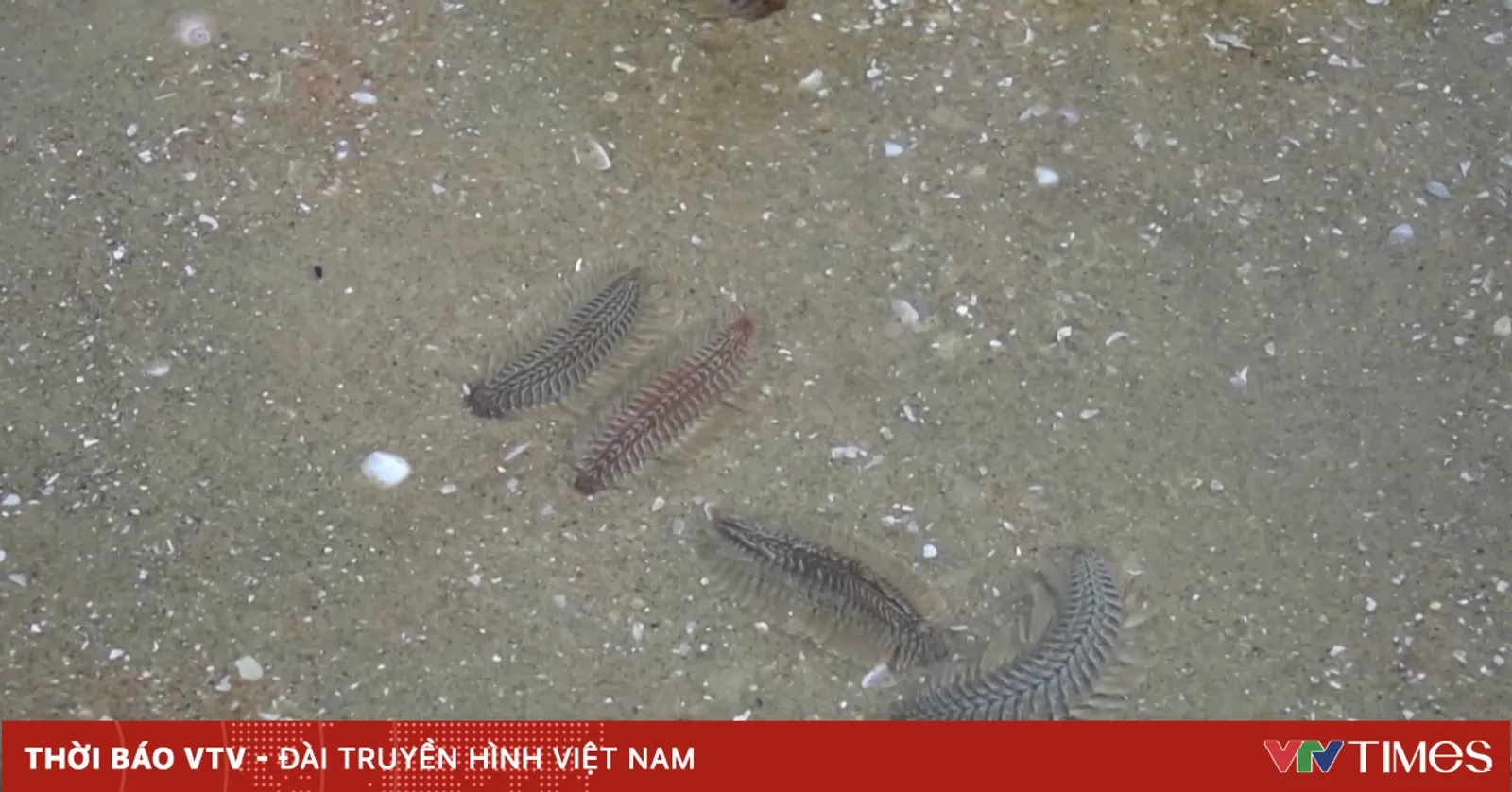 Sâu róm biển gây sưng đỏ, ngứa rát nhung nhúc trên bãi biển Vũng Tàu