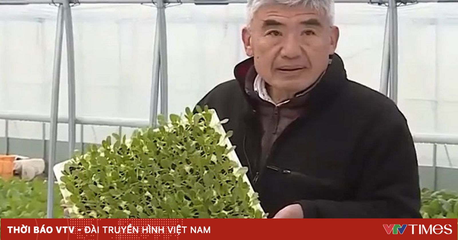 Vườn rau cho trẻ em - niềm vui của người già Nhật Bản