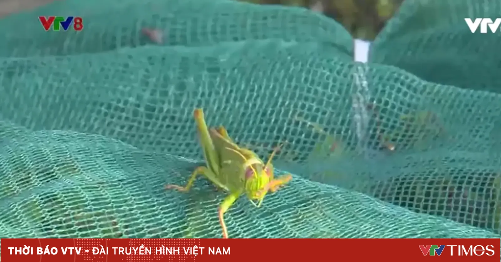 Nghệ An: Chợ đặc sản 