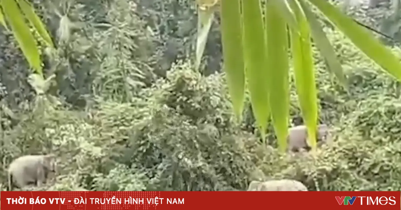 Voi rừng liên tục xuất hiện tại Quảng Nam