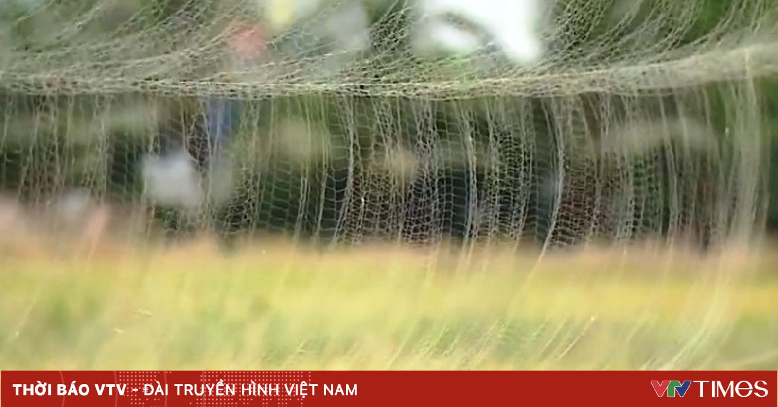 Vì sao khó ngăn chặn nạn tận diệt chim trời?