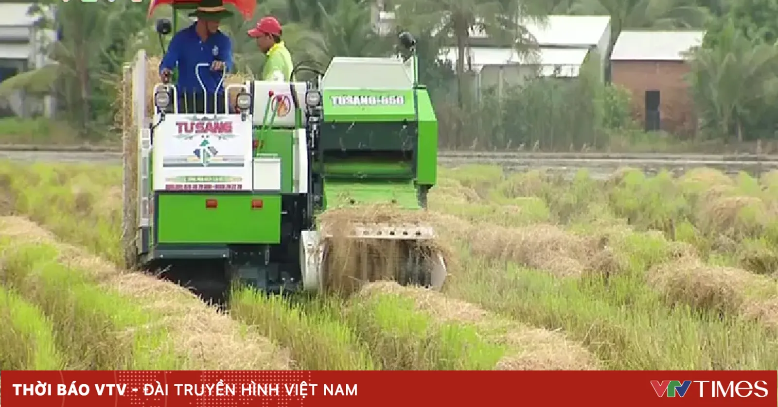 Trình diễn thu hoạch rơm bằng cơ giới hóa
