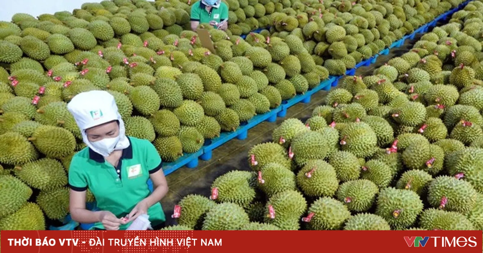 Xuất khẩu rau quả có thể đạt trên 5 tỷ USD