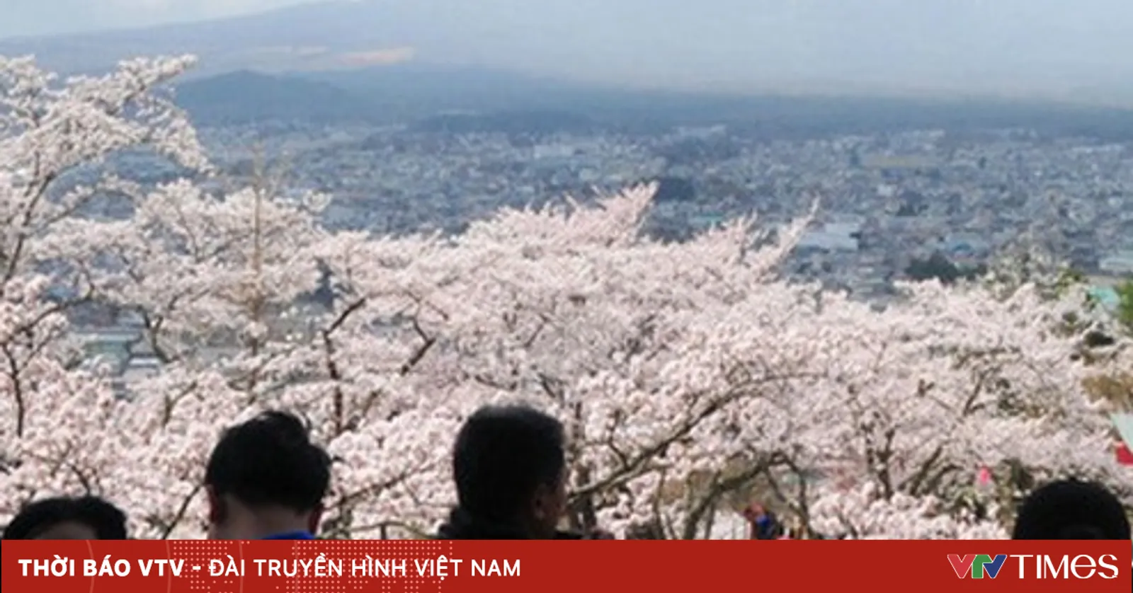 vtv.vn