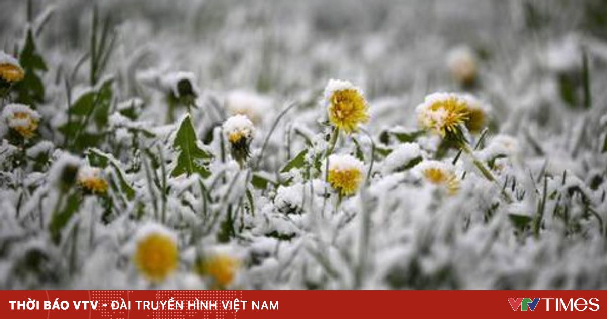 vtv.vn