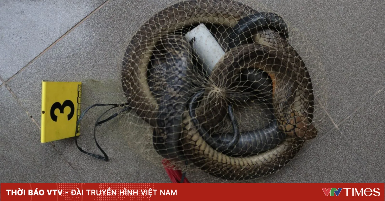 Tạm giữ hình sự đối tượng mua bán rắn hổ chúa