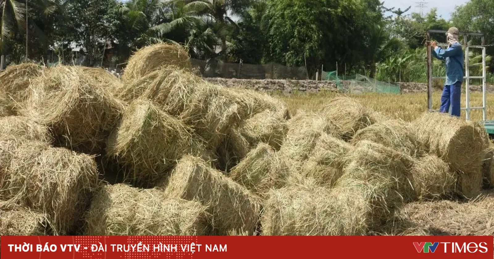 Khai thác lợi thế từ hơn 40 triệu tấn rơm