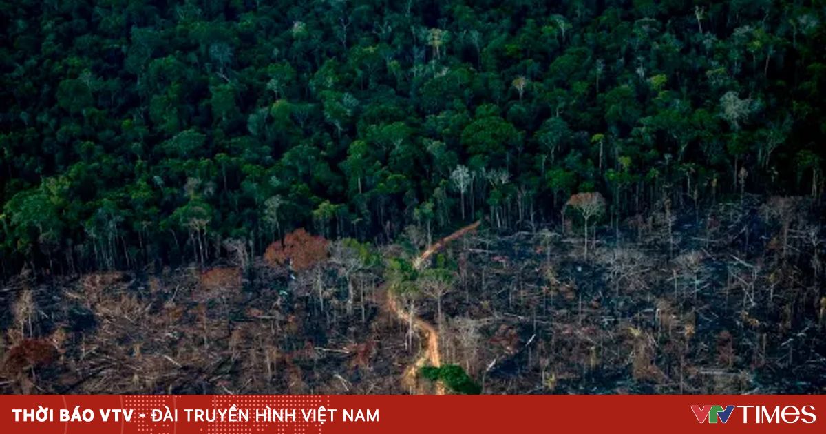 vtv.vn