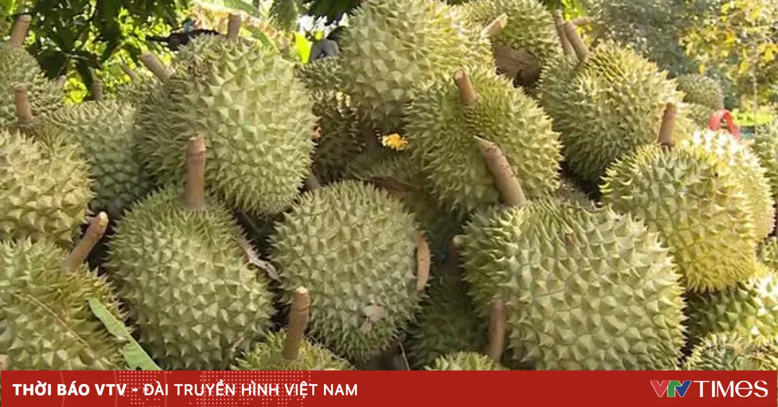 Xuất khẩu sầu riêng phá kỷ lục
