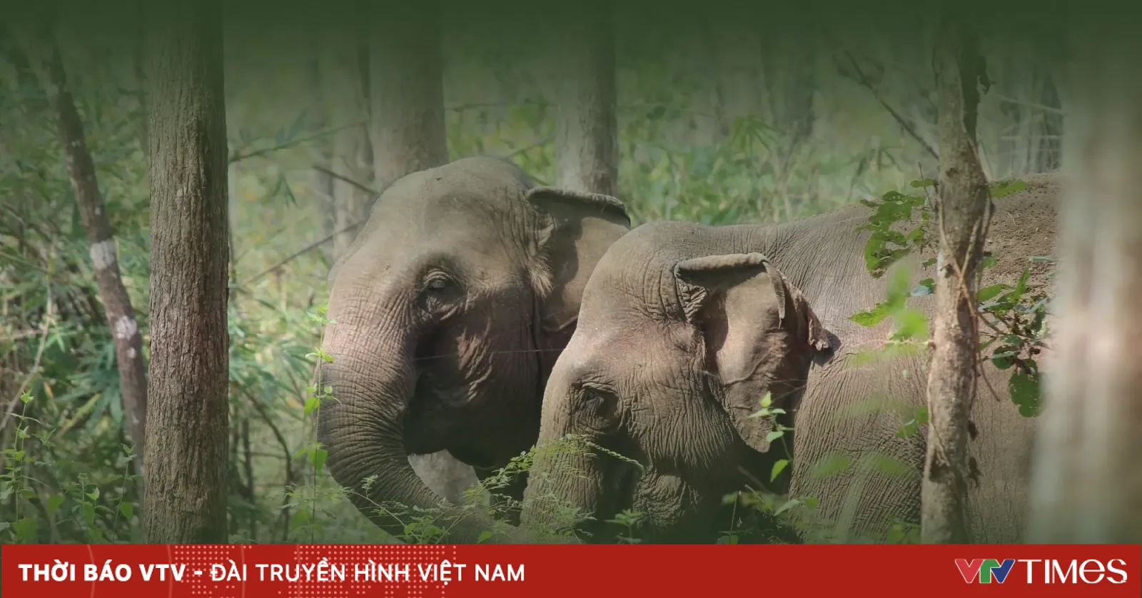 Ngắm voi trong rừng tự nhiên - Du lịch nhân đạo để bảo tồn loài voi