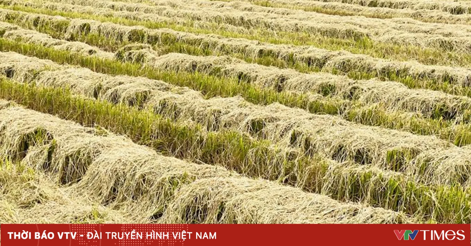 Tìm kiếm giải pháp giúp nâng cao chuỗi giá trị rơm rạ