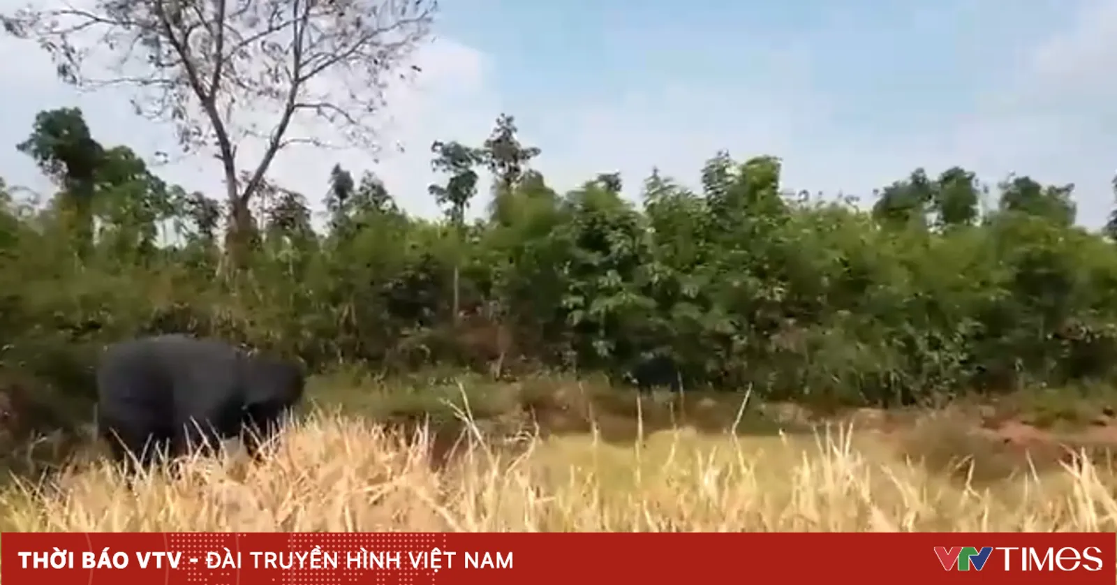 Nắng nóng kéo dài, nông dân "bó tay" nhìn lúa, cà phê chết khô